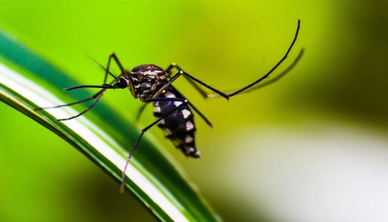 Bangladesh reports eight more dengue deaths in 24 hours