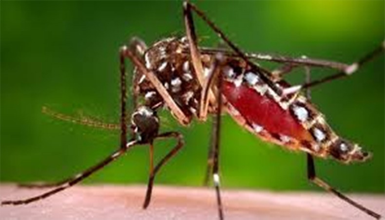 Another dengue patient dies, 10 hospitalised in 24hrs across Bangladesh