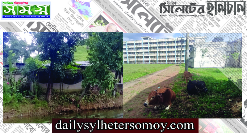 ক্যাম্পাসে গবাদিপশুর বিচরণ: অপসারণ দাবী