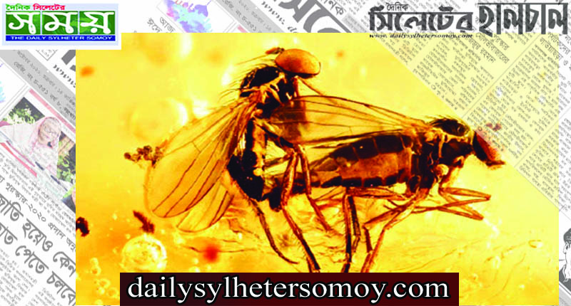 মহামিলনে আটকে আছে দুটি মাছি!