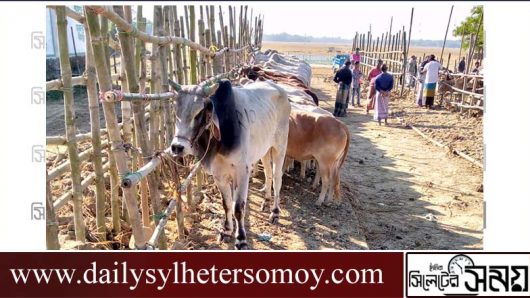কানাইঘাট সীমান্ত এলাকা দিয়ে আসছে রোগাক্রান্ত ভারতীয় গরু