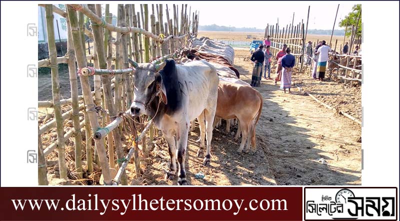 কানাইঘাট সীমান্ত এলাকা দিয়ে আসছে রোগাক্রান্ত ভারতীয় গরু