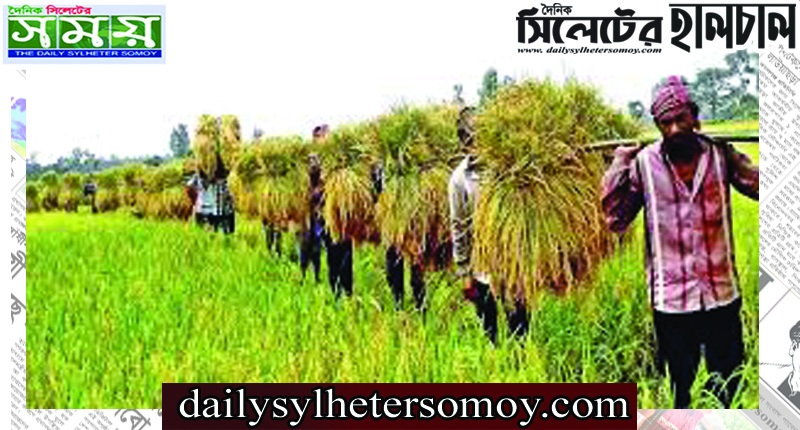 সিলেট অঞ্চলে কৃষি প্রণোদনা পাচ্ছেন দেড় লাখ কৃষক