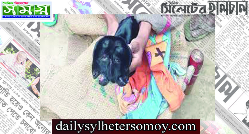 এক ছাগলের ২ মাথা!