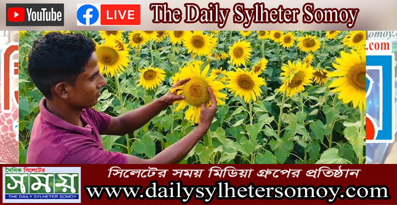 বিশ্বনাথে বাড়ছে সূর্যমুখী ফুলের চাষ