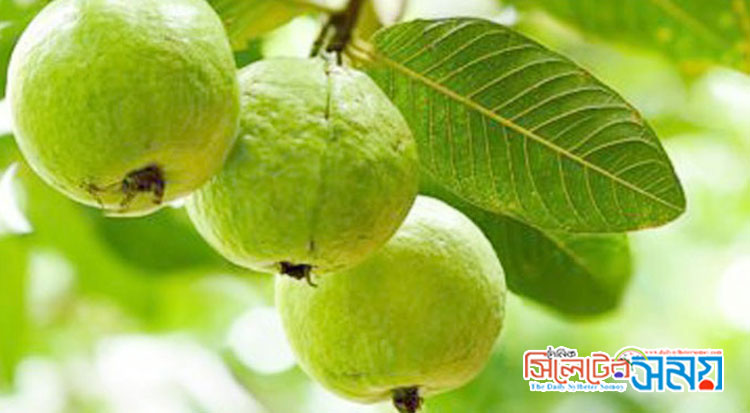 ‘বিস্ময়কর’ পুষ্টিগুণে ভরপুর পেয়ারা