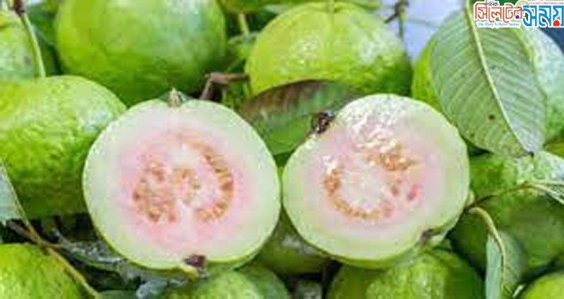 পেয়ারার গুণ