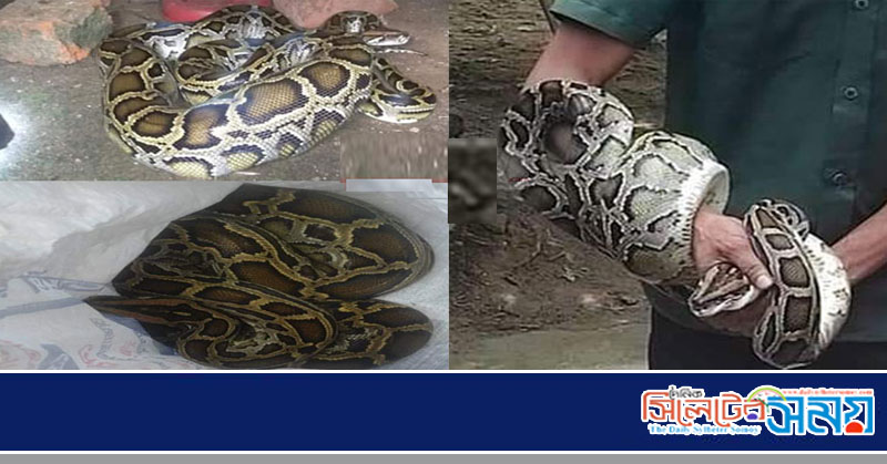 মেজরটিলা থেকে ২৪ ঘণ্টায় ৩ টি অজগর উদ্ধার