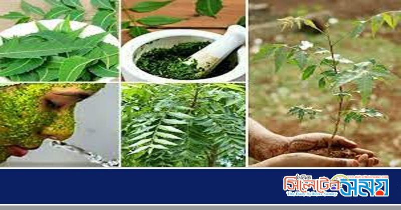 ত্বকের উজ্জ্বলতা বাড়ায় নিম পাতা