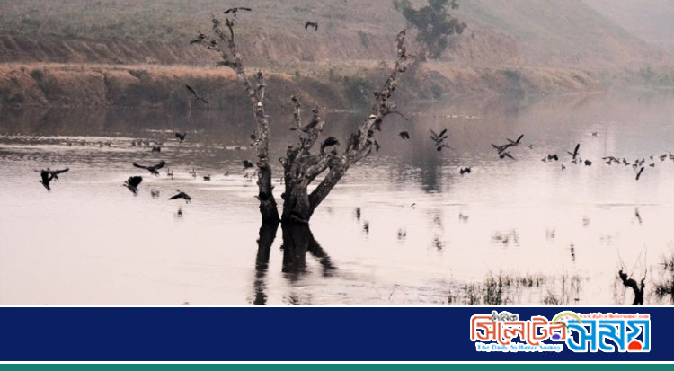 মৌলভীবাজারের কমলগঞ্জে অতিথি পাখির কলরবে মুখর পাত্রখোলা লেইক