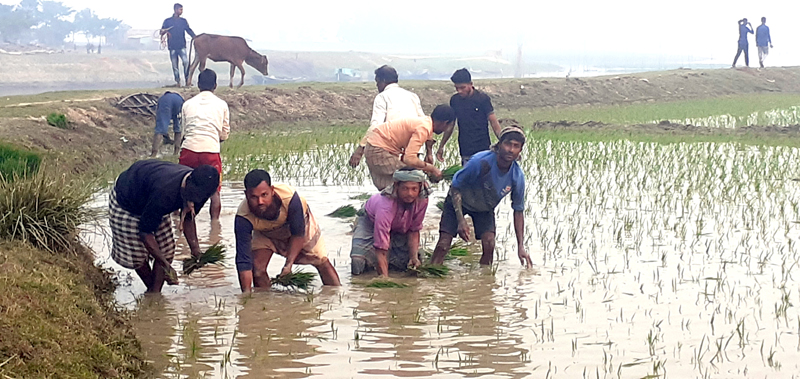 বোরো আবাদে ব্যস্ত জগন্নাথপুরের কৃষকরা
