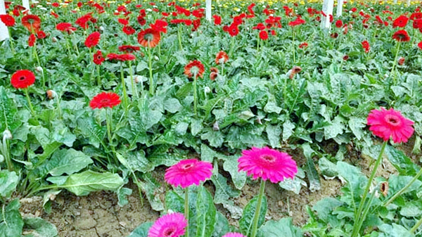 ফুল চাষ শিখতে চান ২০ কর্মকর্তা, ব্যয় সাড়ে ৭ কোটি!