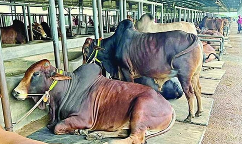 কোরবানির গরুর দাম ১৫ শতাংশ বেড়েছে