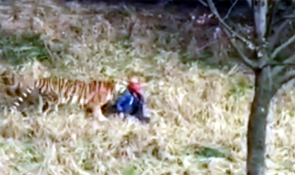 আসামে বাঘের হামলায় কৃষক নিহত