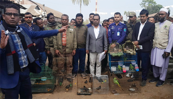 মাধবপুরে বন অধিদপ্তর ও পাখি প্রেমিক সোসাইটির যৌথ অভিযান, জব্দ ১২ বন্যপাখি
