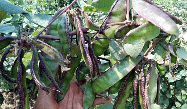 বিশ্বের ১৩টি দেশে রফতানি হচ্ছে সিলেটের শিম