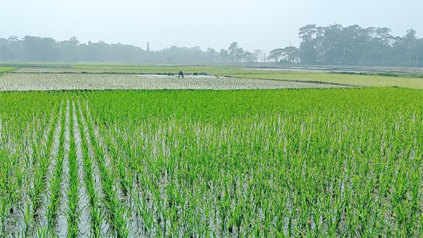 বিশ্বনাথে হিমেল ঠান্ডা উপেক্ষা করে চলছে বোরো আবাদ