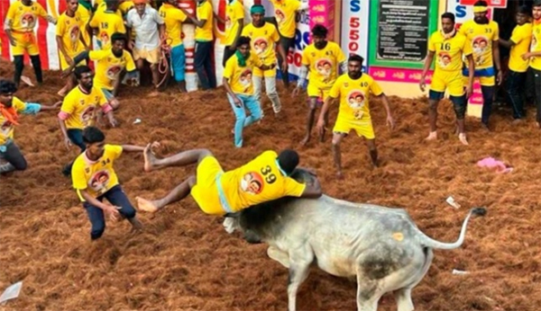 তামিলনাড়ুতে জাল্লিকাট্টুর বলি ২