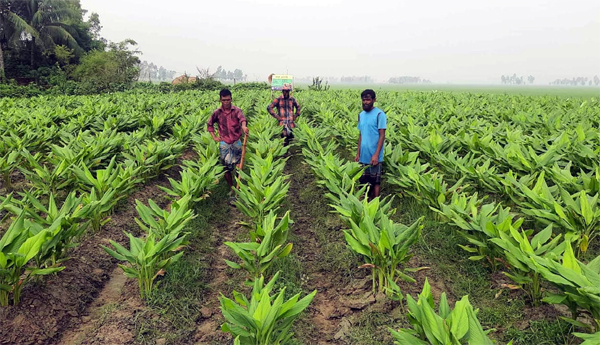 লাখাই হলুদের কৃষকের সফলতা