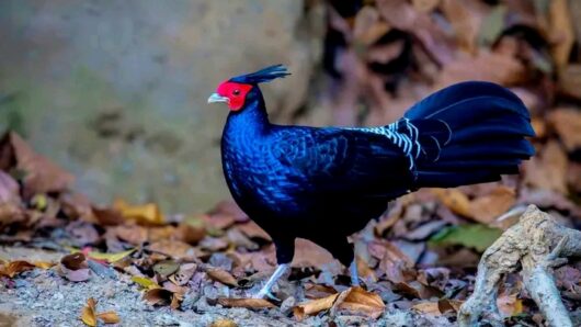 চুনারুঘাটে নজরকাড়া রঙের বিরল আবাসিক পাখি ‘কালো মথুরা’