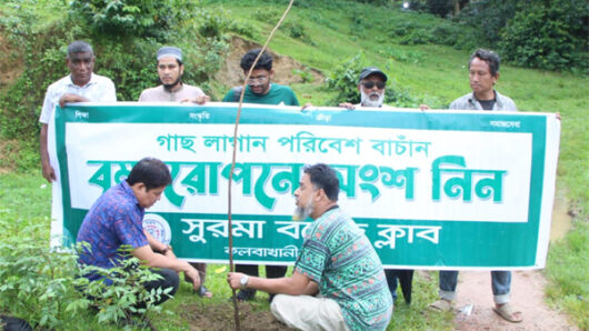 সুরমা বয়েজ ক্লাবের উদ্যোগে বৃক্ষরোপণ