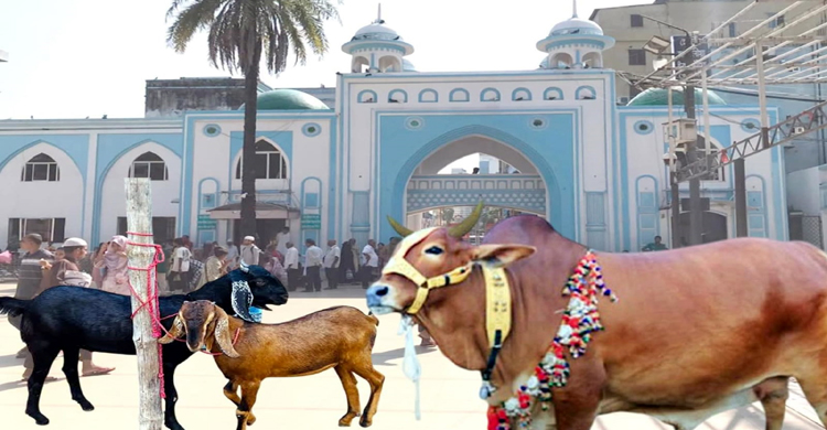 শাহজালাল মাজারে টাকার হিসাব মিললেও আড়ালে পশুর নজরানা